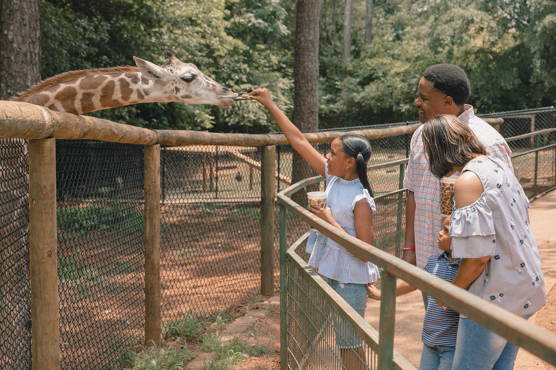 a family watching their daughter feed a giraffe